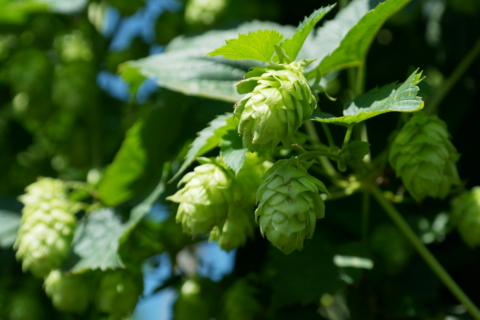 Towards entry "Research with hops: More than the heart and soul of a beer"